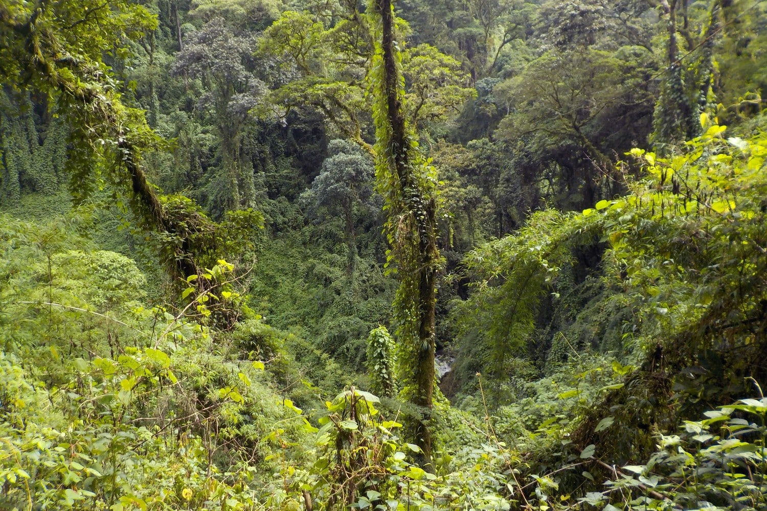 Photo d'une forêt tropicale au Costa Rica.