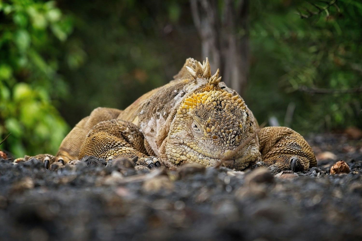 Photo de la faune unique des îles Galápagos.