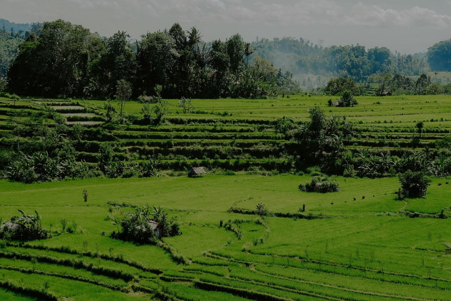 Rizières en terrasses verdoyantes à Bali