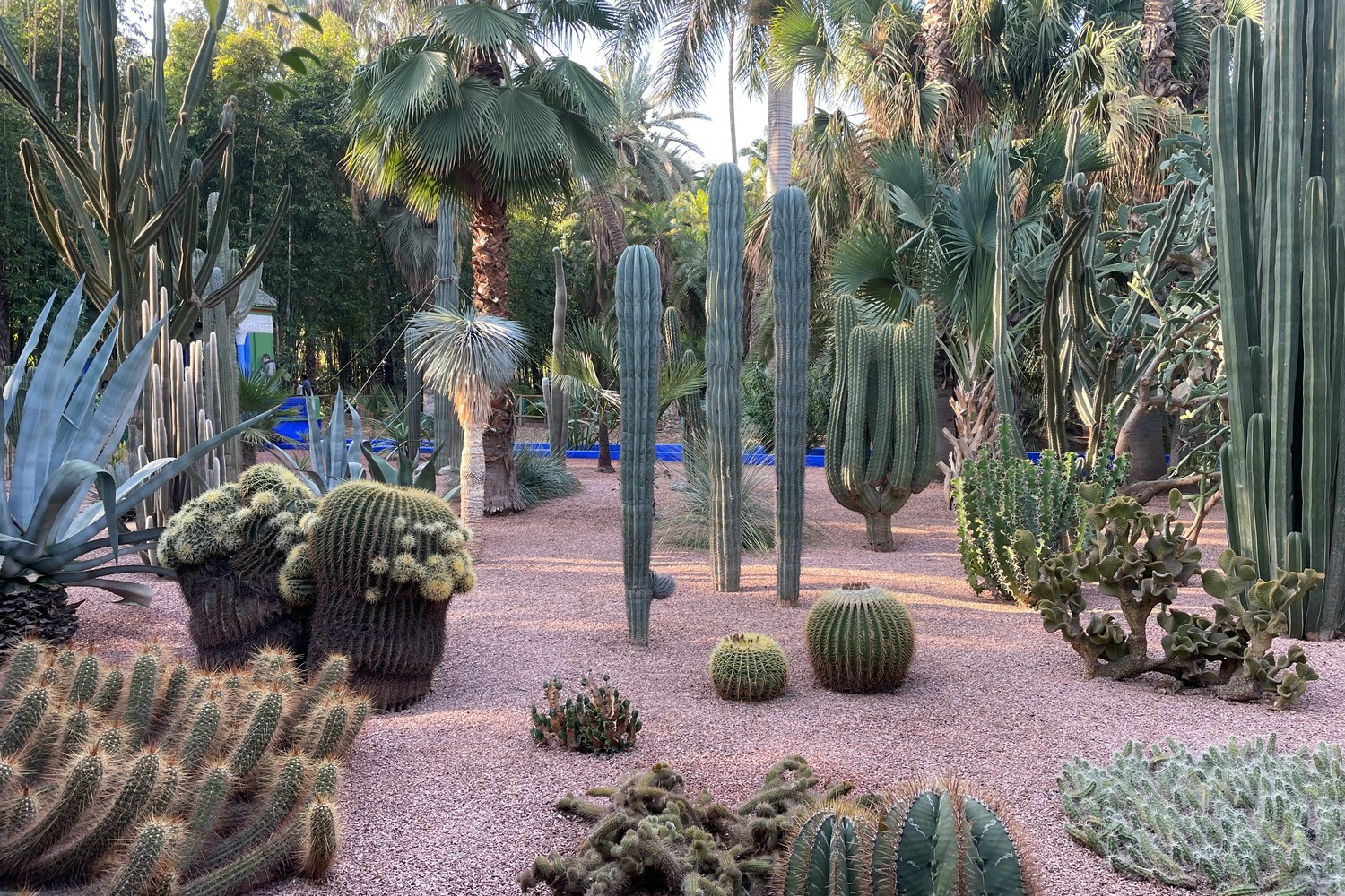Le Jardin Majorelle à Marrakech.