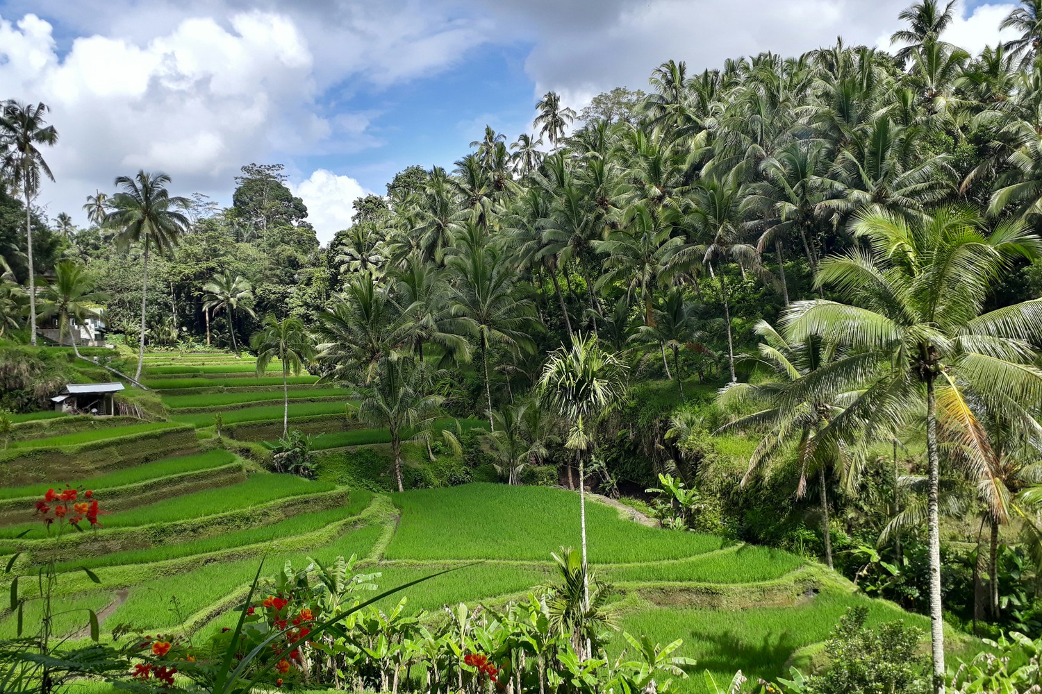 Paysage de montagnes et de forêts à Munduk, Bali