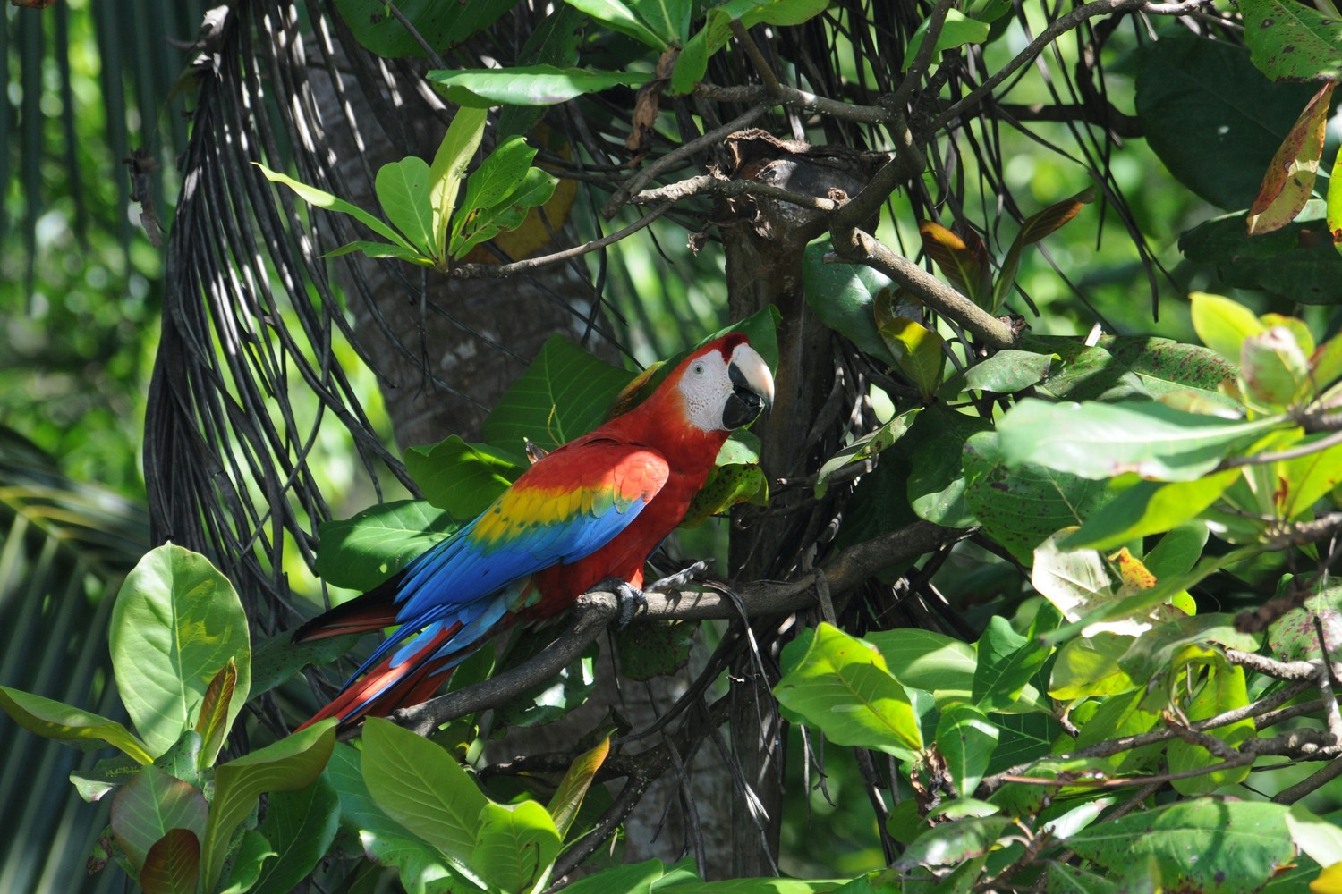 Forêt tropicale dense du Parc National de Corcovado