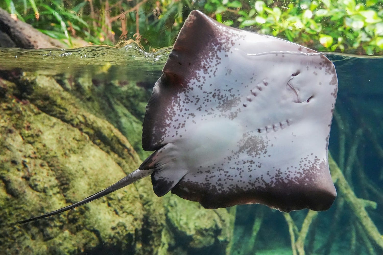Personne faisant du snorkeling avec des raies manta