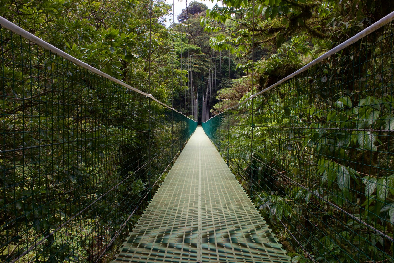 Forêt de nuages de Monteverde