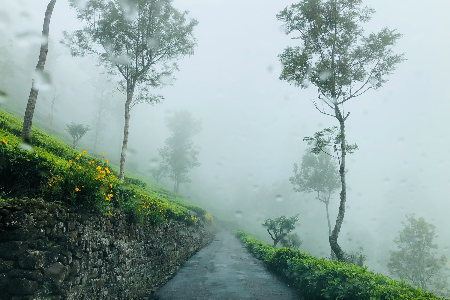 Paysage à Lipton's Seat, Sri Lanka