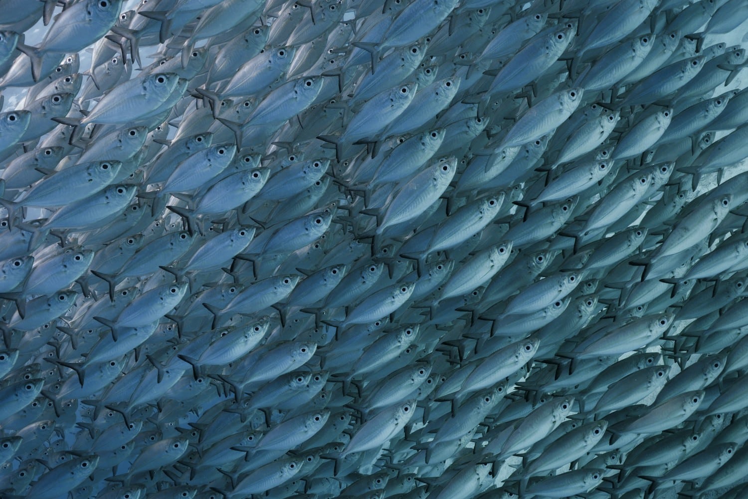 Photo de la faune marine visible depuis la surface à Raja Ampat (poissons, tortues, etc.).