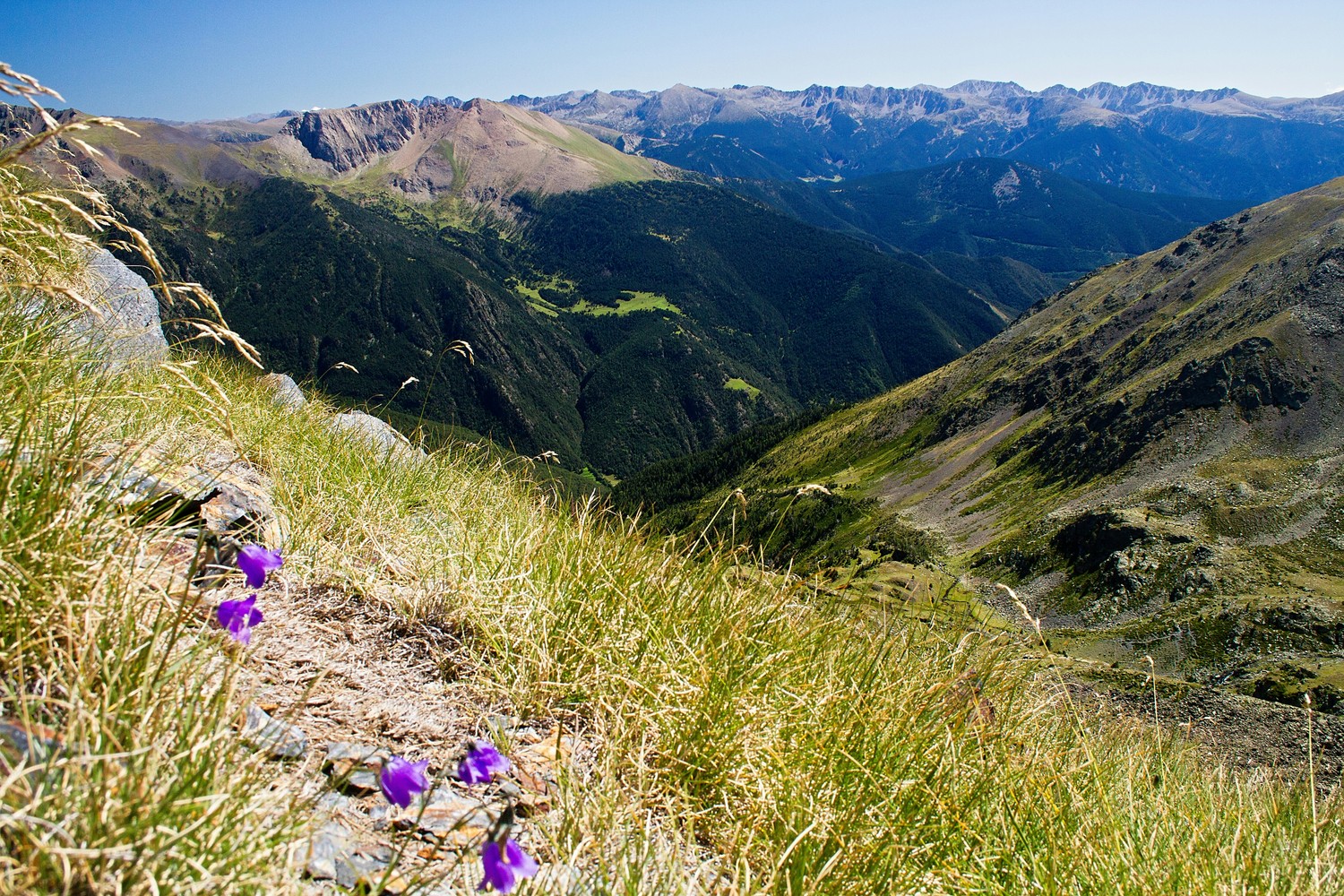 Fleurs sauvages de montagne dans les Pyrénées
