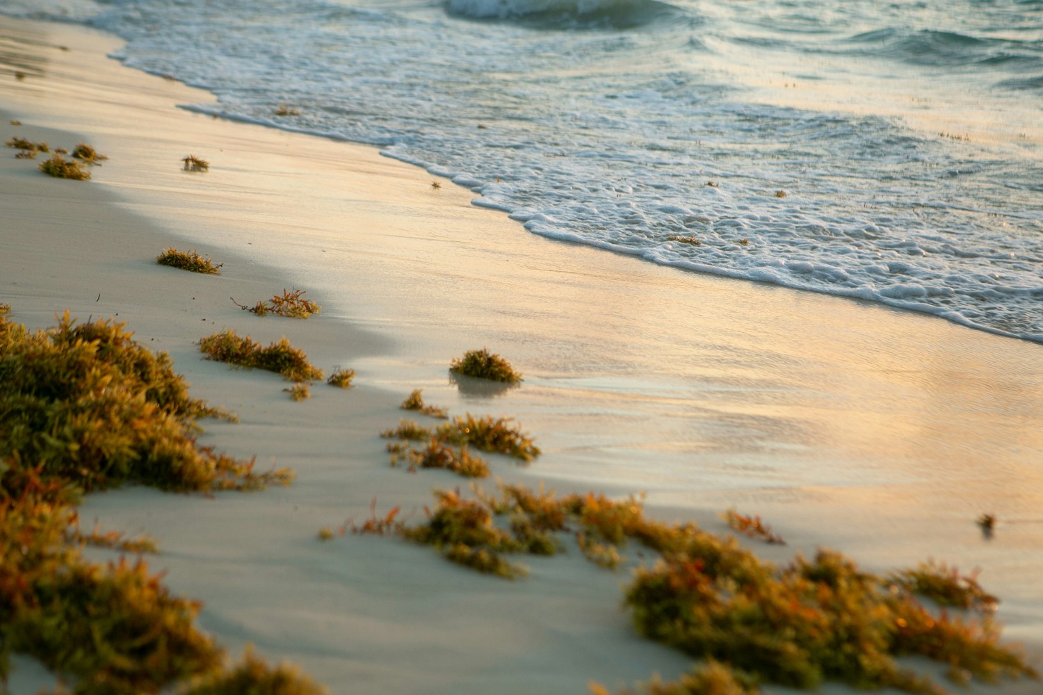 Plage de Martinique impactée par l'échouage d'algues sargasses