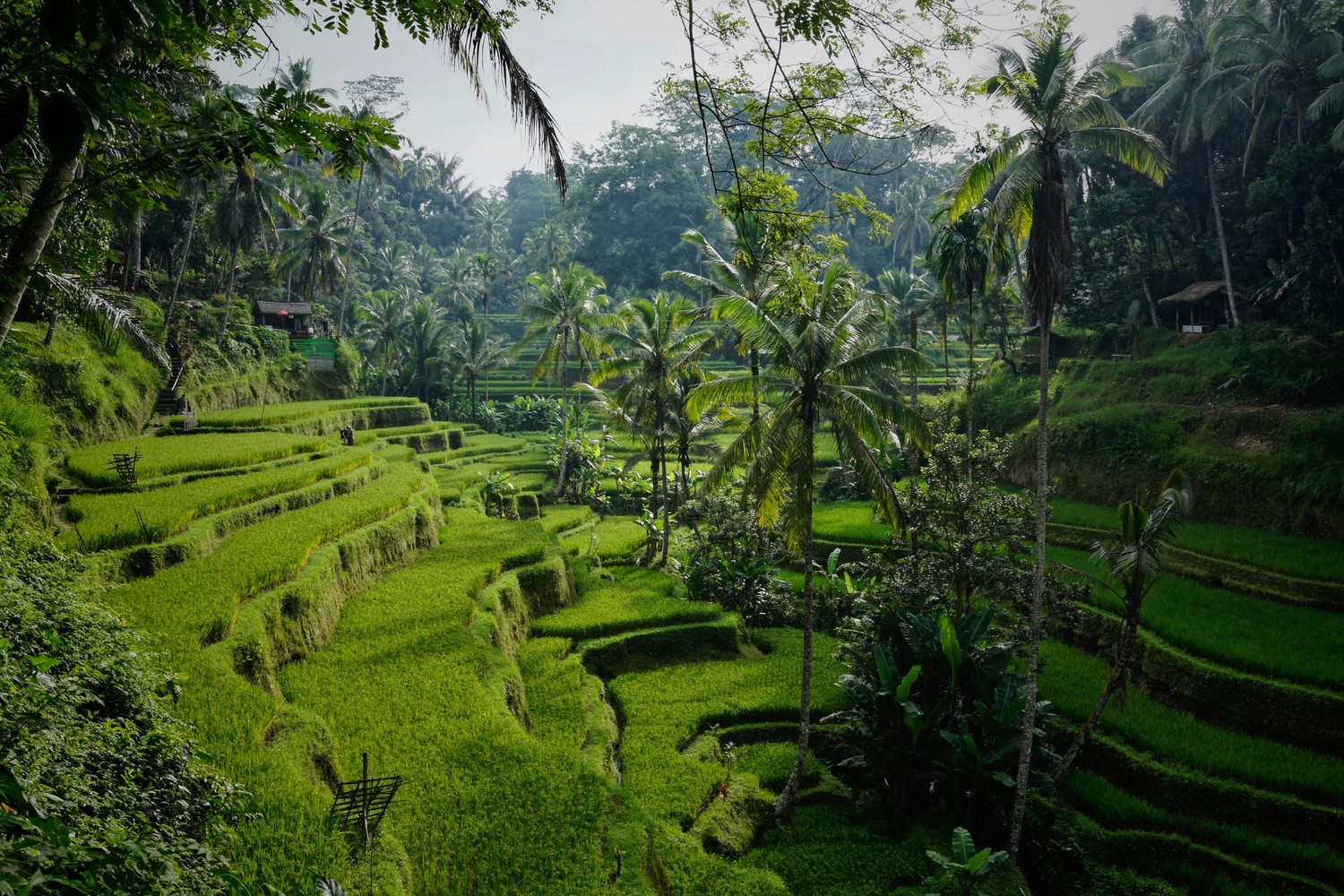 Rizières en terrasses verdoyantes à Bali