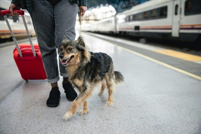 Séjour avec son animal de compagnie : tout ce qu&rsquo;il faut savoir avant de partir